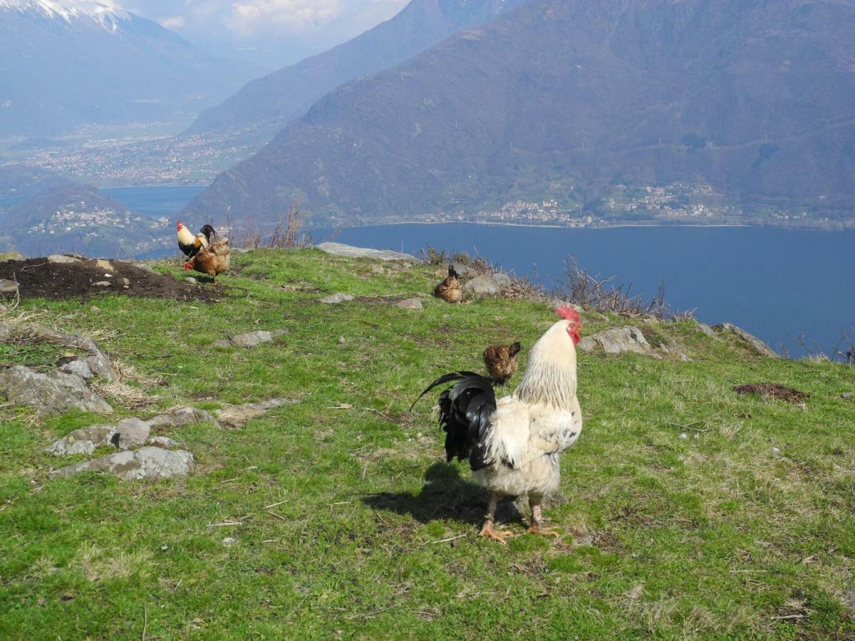 Agriturismo Piccolo Paradiso Pianello Del Lario Exterior foto